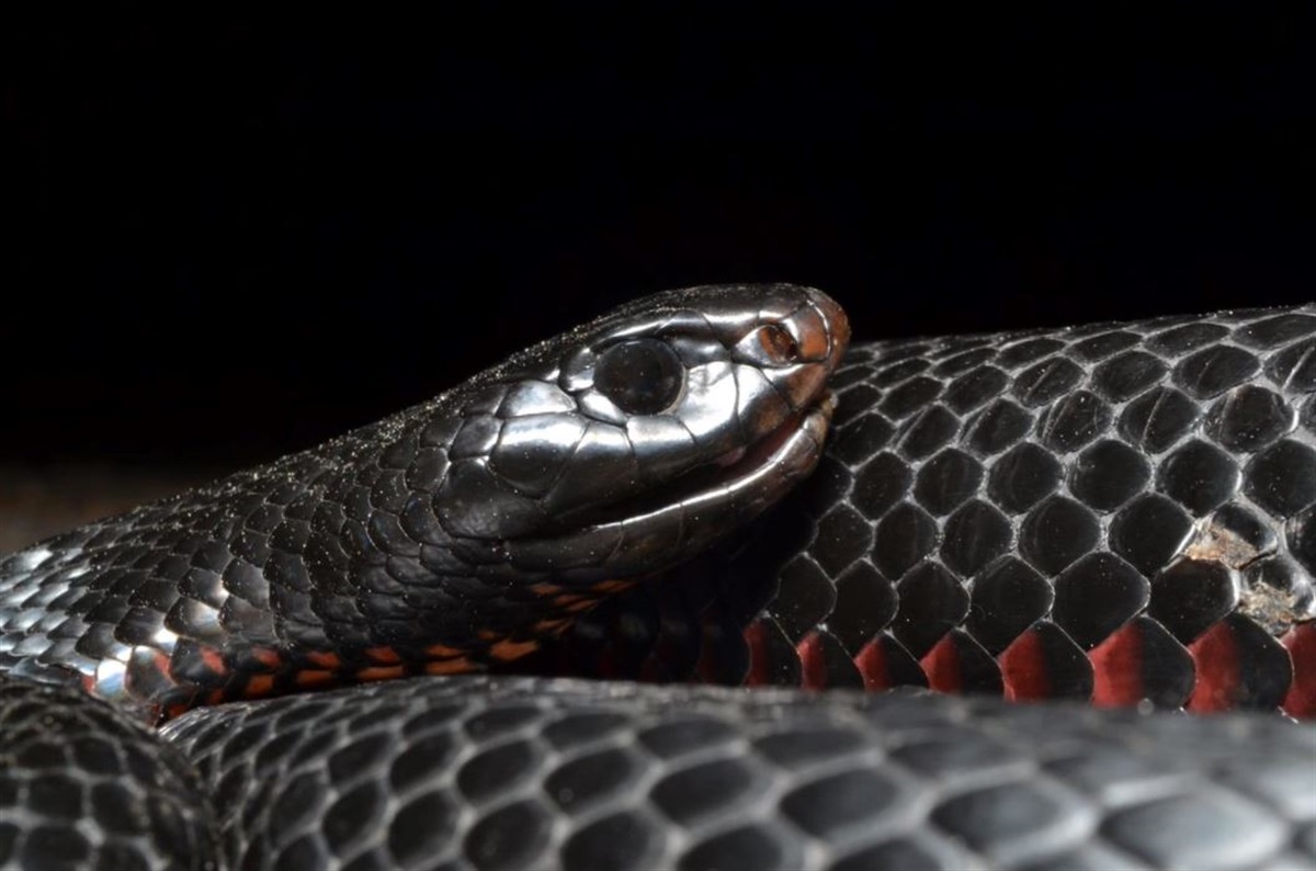 Grey Snake - Encyclopedia of Life