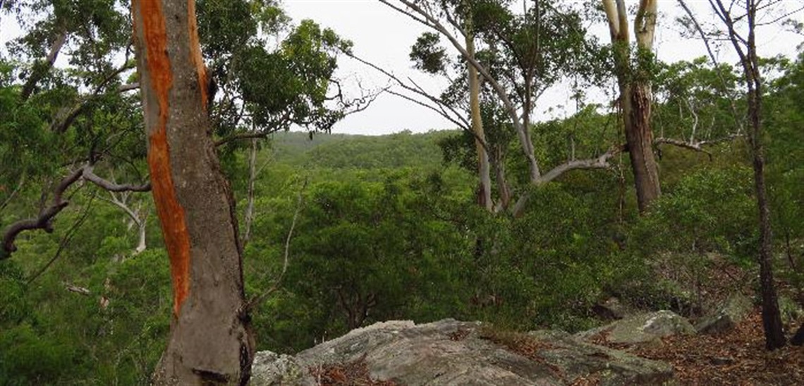 Scattergood - Georges River