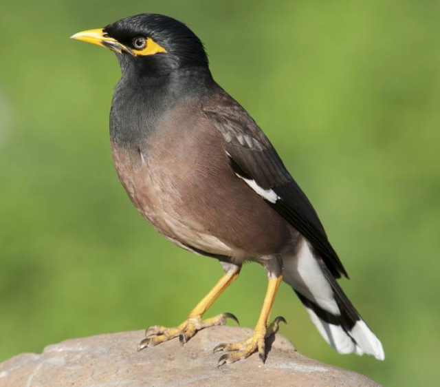 indian-myna-bird-action-program-campbelltown-city-council