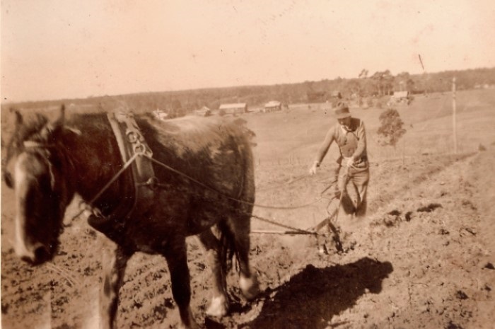 A man ploughing a field with a horse drawn plough