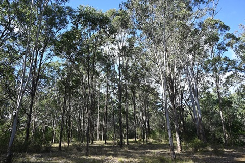 Noorumba Reserve - WEB.jpg