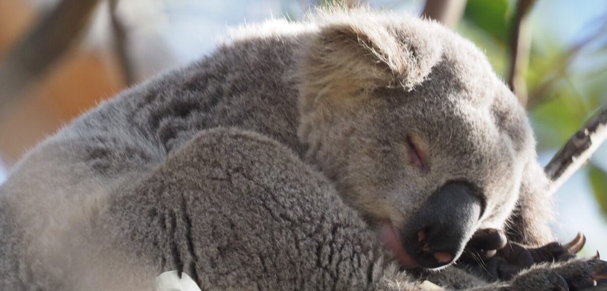 Koala in Campbelltown