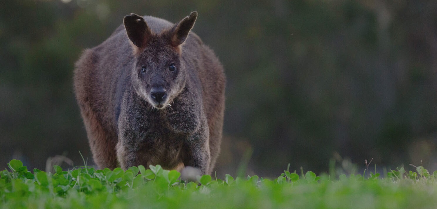 Wallaby in grassy nature reserve