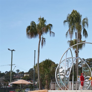 Livistona Decipiens Ribbon Palms