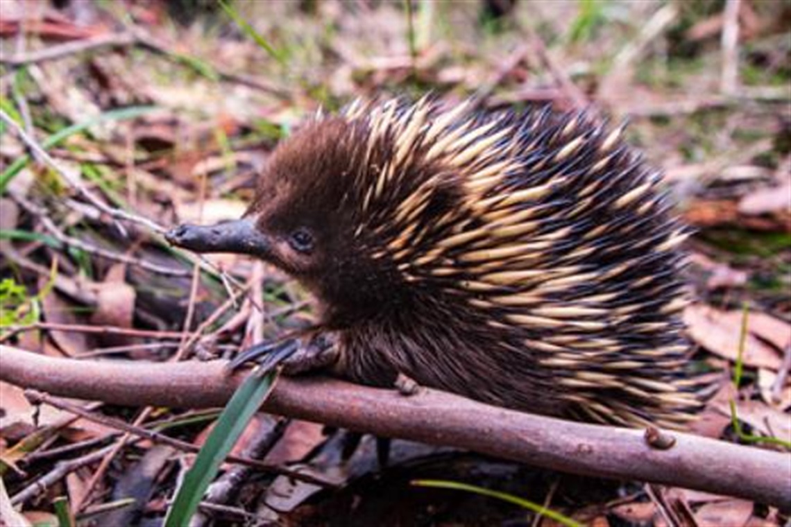 Image of an echidna 