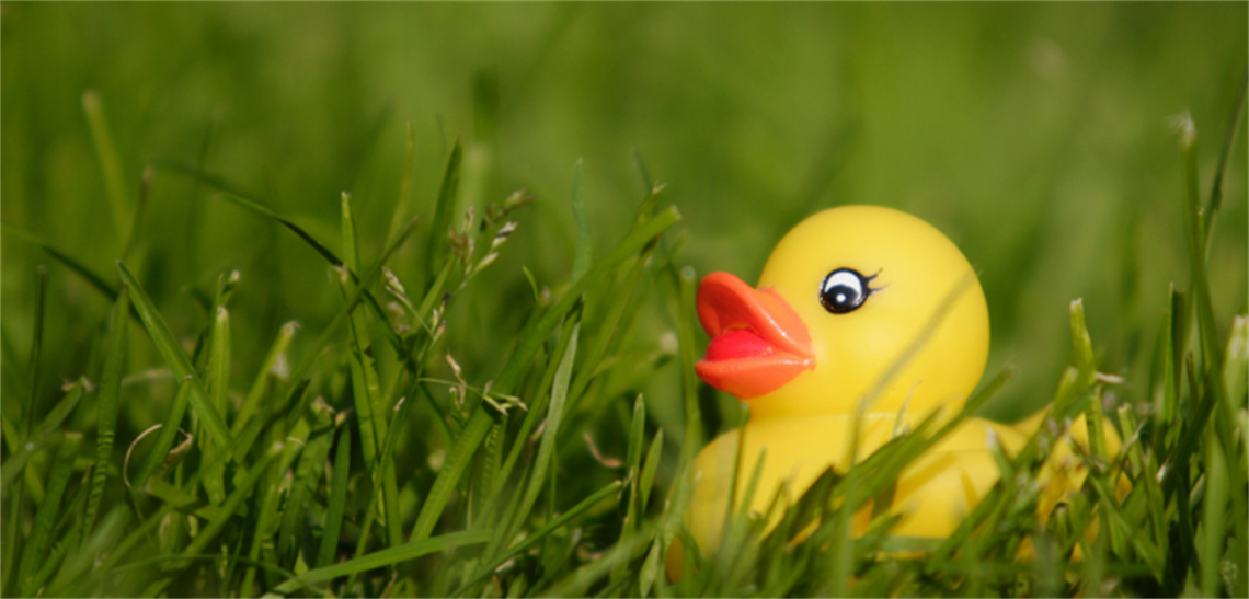 Yellow rubber ducks in a line