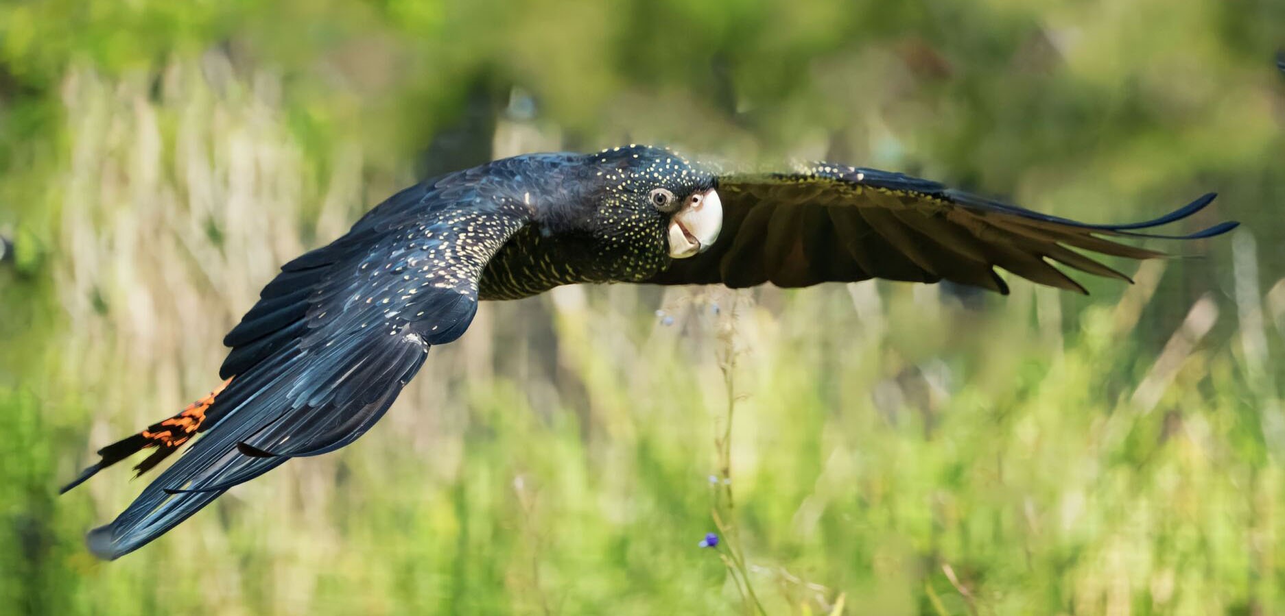 photo of black cockatoo